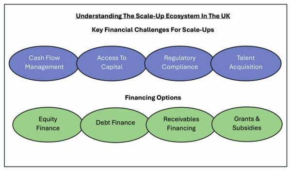 Understanding The Scale-Up Ecosystem In The UK